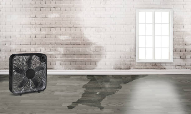 Best Water damage restoration near me  in South Windham, CT